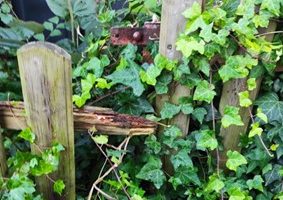 Der marode Zaun und die ungepflegte Hecke am Haus Herbstzeitlos soll nach Ansicht der SPD-Fraktion Siegen erneuert bzw. gepflegt werden.