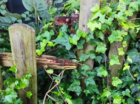 Der marode Zaun und die ungepflegte Hecke am Haus Herbstzeitlos soll nach Ansicht der SPD-Fraktion Siegen erneuert bzw. gepflegt werden.